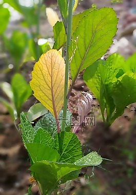 葉,自然,植物區(qū)系