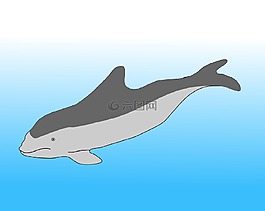海港海豚,海豚,海洋哺乳動(dòng)物