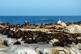 南非,岸,海獅