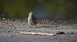 麻雀,鳥(niǎo),性質(zhì)