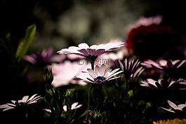 非洲雛菊,花,過濾器