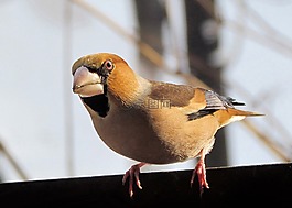 hawfinch,鳥(niǎo)類,多彩