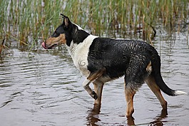 牧羊犬,狗,短毛