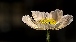 罌粟,花,自然