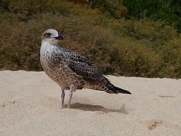 海鷗,海灘,鳥(niǎo)