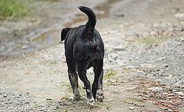 動(dòng)物,狗,可以