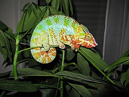 變色龍,豹變色龍,爬行動物