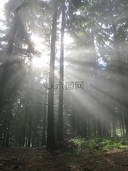 森林,閃耀,太陽