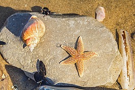 海鮮,海洋,低潮