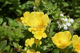 鮮花,自然,花瓣