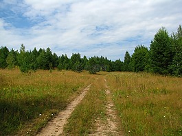 夏季,森林,林間空地