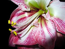 阿馬麗利斯,花,關(guān)閉
