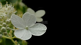 八仙花,花,白