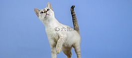 貓,小貓,貓科動物