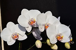 蘭花,白,花卉