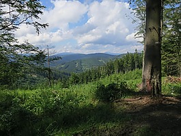 森林,天堂,性質(zhì)