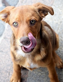 狗,動物,小狗