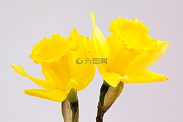 水仙 pseudonarcissus,喇叭水仙,ostergloeckchen