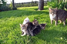 猫,家庭,宠物