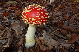 蘑菇,木耳