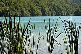 蘆葦,水,夏天