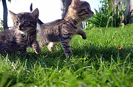 猫,家庭,宠物