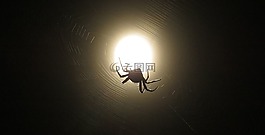 昆蟲的夜晚,月亮,網(wǎng)絡(luò)