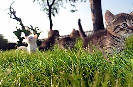 猫,家庭,宠物