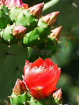 cactis,鏟,仙人掌
