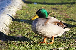鴨,綠頭鴨,鳥