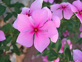 花,粉紅色,多彩