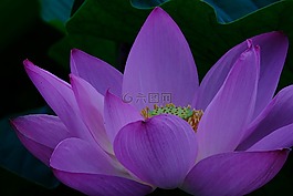 鮮花,植物,蓮花