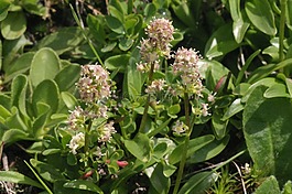 真正的 speikboden,花,開花