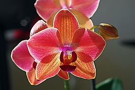 花,蘭花,紅色