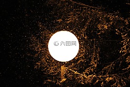 燈,夜,雪