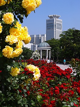 verny 公园,法国,玫瑰