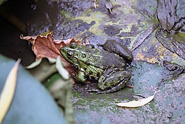 青蛙,自然,動物