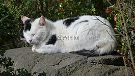 貓,黑白貓,寵物