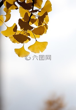 銀杏,秋季,葉