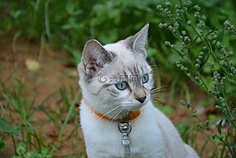 猫,小猫,年轻的猫