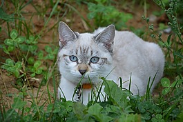 猫,小猫,年轻的猫