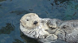巨人,獺,哺乳動物