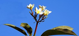 姜黃色百合花,阿爾巴,白