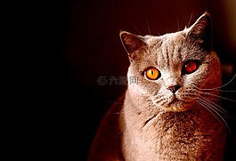 猫,漂亮,宠物