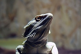 pogona vitticeps,pogona,胡子