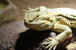 pogona vitticeps,pogona,胡子