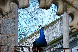 動物,鳥,孔雀