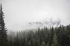 森林,山,樹