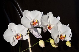 蘭花,白,花卉