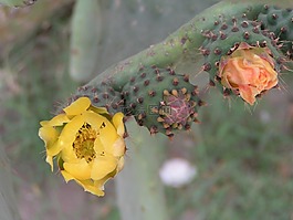 fiquier 的野蛮,花,突尼斯